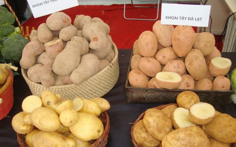 Trưng bày so sánh rau Đà Lạt và Trung Quốc