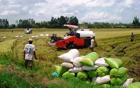 Sản lượng lúa tăng gần 1 triệu tấn