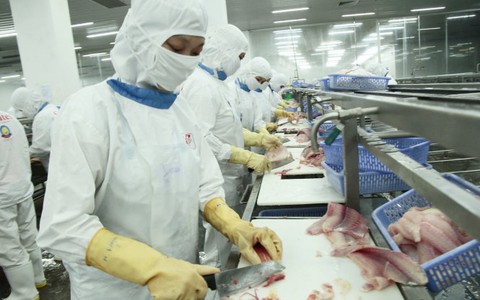 Việt Nam phải nuôi cá tra
theo chuẩn Mỹ