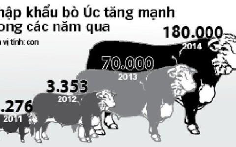 Úc ngừng bán
bò cho một số lò phía Bắc, giá cả thế nào?