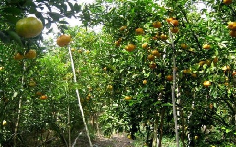 ​Nhà vườn Trà Vinh thất thu lớn vụ quýt đường bán dịp Tết