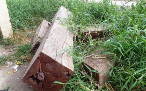 Cây cổ thụ 100 tuổi bị “xẻ thịt” không thương tiếc