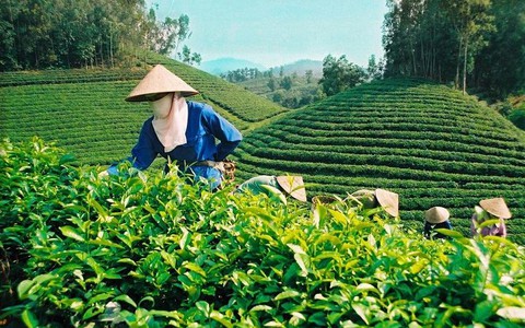 Cây chè Thái Nguyên khẳng định vị thế