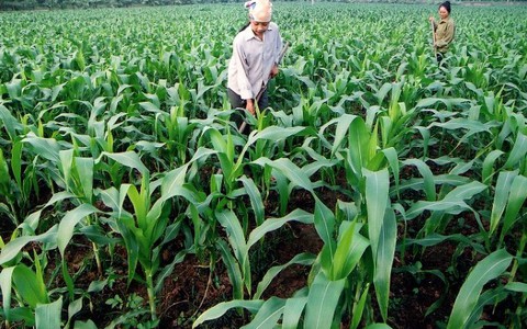 Giảm diện tích lúa, tăng diện tích ngô