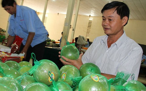 Ân nhân của bưởi da xanh