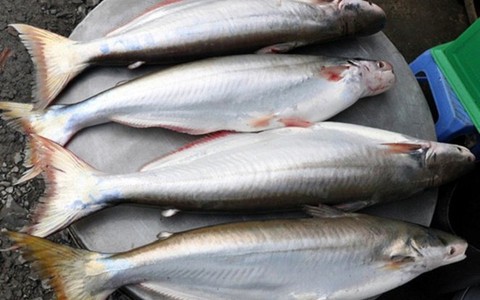 Cá bông lau đầu mùa có giá tới 300.000 đồng/kg