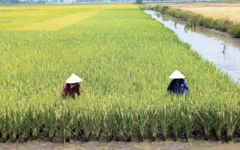 Hạt gạo xuất khẩu chịu 4 vòng xiềng xích