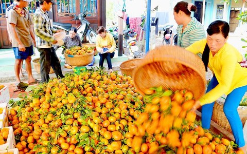 Quýt hồng Lai Vung rộn rã vào xuân