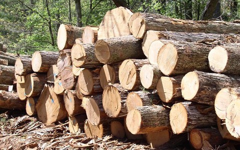 Cà Mau sẽ khai thác gần 6.000ha rừng trong năm 2015