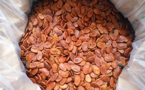 Cách chọn hạt dưa ngon ngày Tết