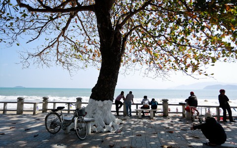 Nha Trang mùa cây bàng lá đỏ