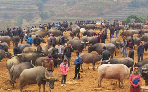 “Sàn giao dịch”... trâu ở Si Ma Cai