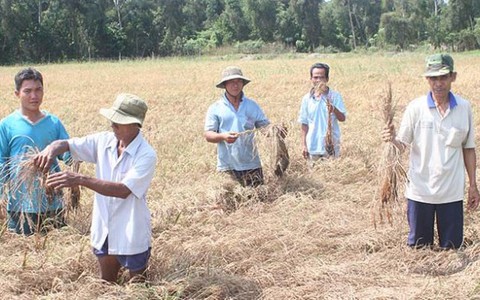 Gần 200ha lúa chết rụi nghi do ô nhiễm