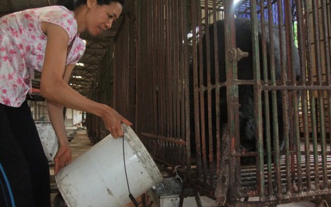 Chơi thú hoang dã, có mang họa?