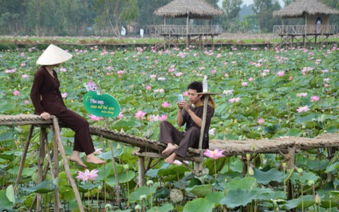 ​Quy hoạch bảo tồn sen VN ở đồng sen Tháp Mười