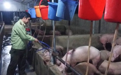 Bơm nước vào heo trước khi giao cho lò mổ