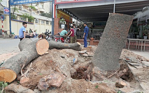 Chủ tịch Hà Nội chỉ đạo dừng chặt cây xanh