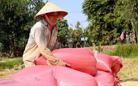 Đã mua trên 60% chỉ tiêu tạm trữ gạo