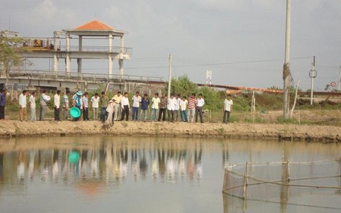 Nuôi tôm sú kết hợp cá rô phi tại Trà Vinh