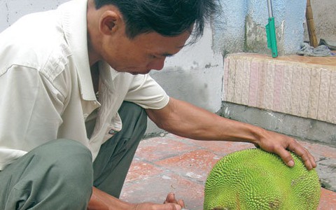 Dùng cát bảo quản, giữ trái cây tươi hơn 5 tháng