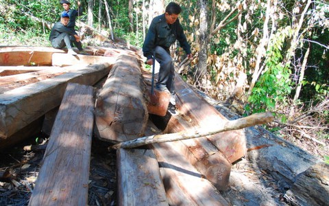 Nóng bỏng cuộc chiến giữ rừng ở Sa Thầy