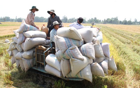 Giá gạo xuất khẩu VN thấp nhất thế giới