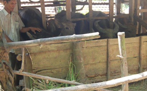 Bà con H’Rê nuôi trâu
