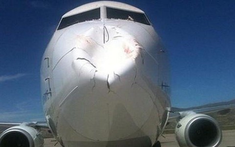 Đàn chim đâm máy bay Boeing 737-800...móp mũi?
