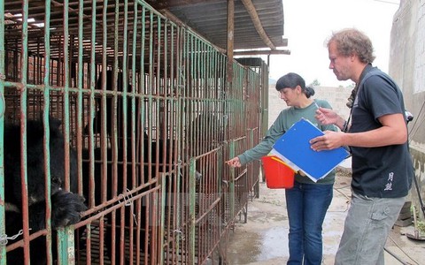 Nạn nuôi nhốt gấu giảm hơn 70%
