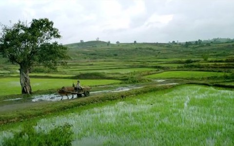 Rung động với cảnh đẹp như tranh của Hoa vàng trên cỏ xanh