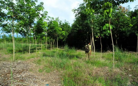 “Ban phát đất rừng cho quan chức”: Báo cáo không minh bạch