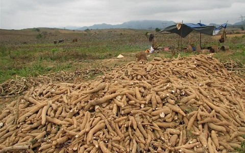 Phát huy tiềm năng từ cây sắn