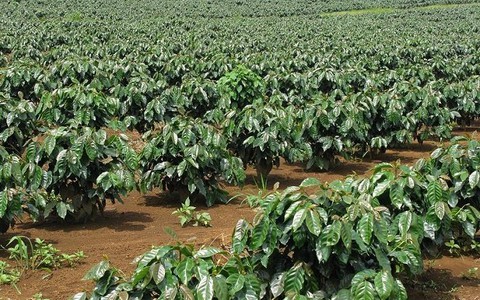 ​Gỡ nút thắt tín dụng cho tái canh cây cà phê