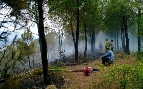Hàng trăm hécta rừng thông chết khô do nắng nóng và sâu bệnh