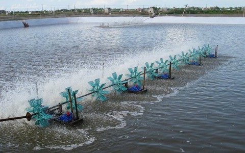 Giải pháp nuôi tôm vụ 3 cho các tỉnh miền Bắc