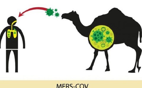 Tăng cường kiểm dịch động vật để phòng chống MERS-CoV