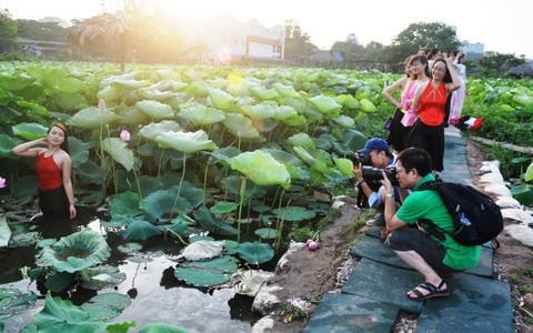 "Ăn" theo những mùa sen