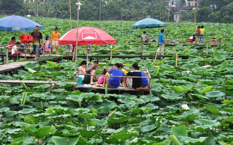 Doanh thu bạc triệu nhờ sen