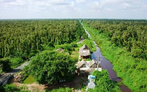 Trữ lượng than bùn rừng U Minh Hạ giá trị hàng nghìn tỷ đồng