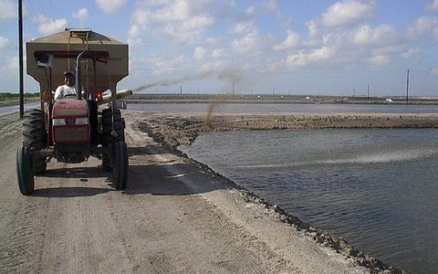 Người nuôi tôm thẻ chân trắng tại Ấn Độ lao đao