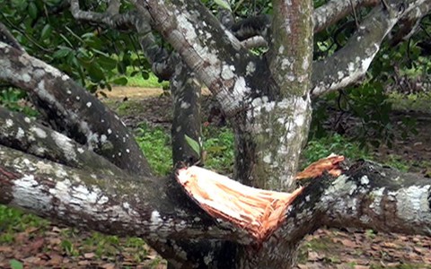 Voi rừng phá nhà dân