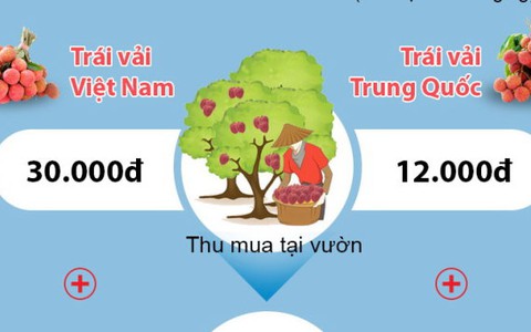 Trái vải Việt Nam và Trung Quốc - cuộc đua chưa cân sức