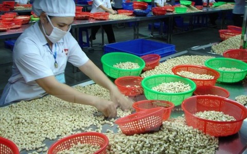 Ngành điều và những thách thức