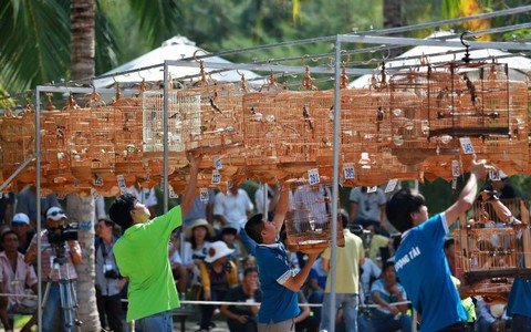 Gần 400 chim chào mào thi hót hay, nhảy đẹp