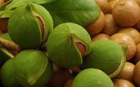 Thanh Hóa dừng đề án quy hoạch phát triển cây mắcca