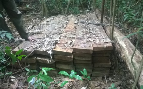Yêu cầu xử lý tột khung vụ phá rừng lớn nhất Đà Nẵng