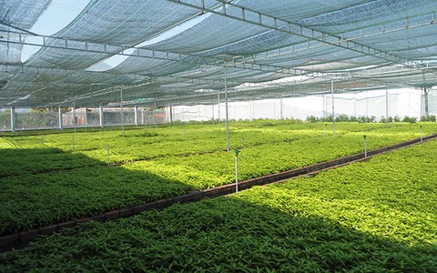Mở rộng vùng trồng cây hoàn ngọc, phát triển thêm nhiều sản phẩm chất lượng
