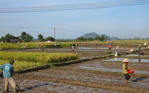 Các tỉnh phía Bắc tăng cường sản xuất vụ hè thu, vụ mùa 2015