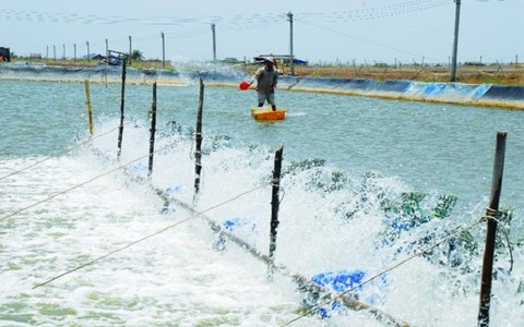 Hỗ trợ Phú Yên phòng, chống dịch bệnh thủy sản