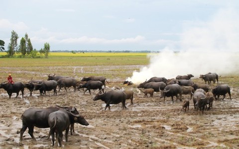 Trở lại Đồng chó ngáp - Kỳ 1: Một thời đồng hoang cỏ cháy